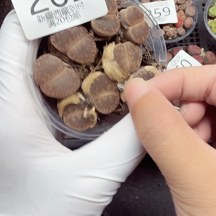 这几次被打爆也262