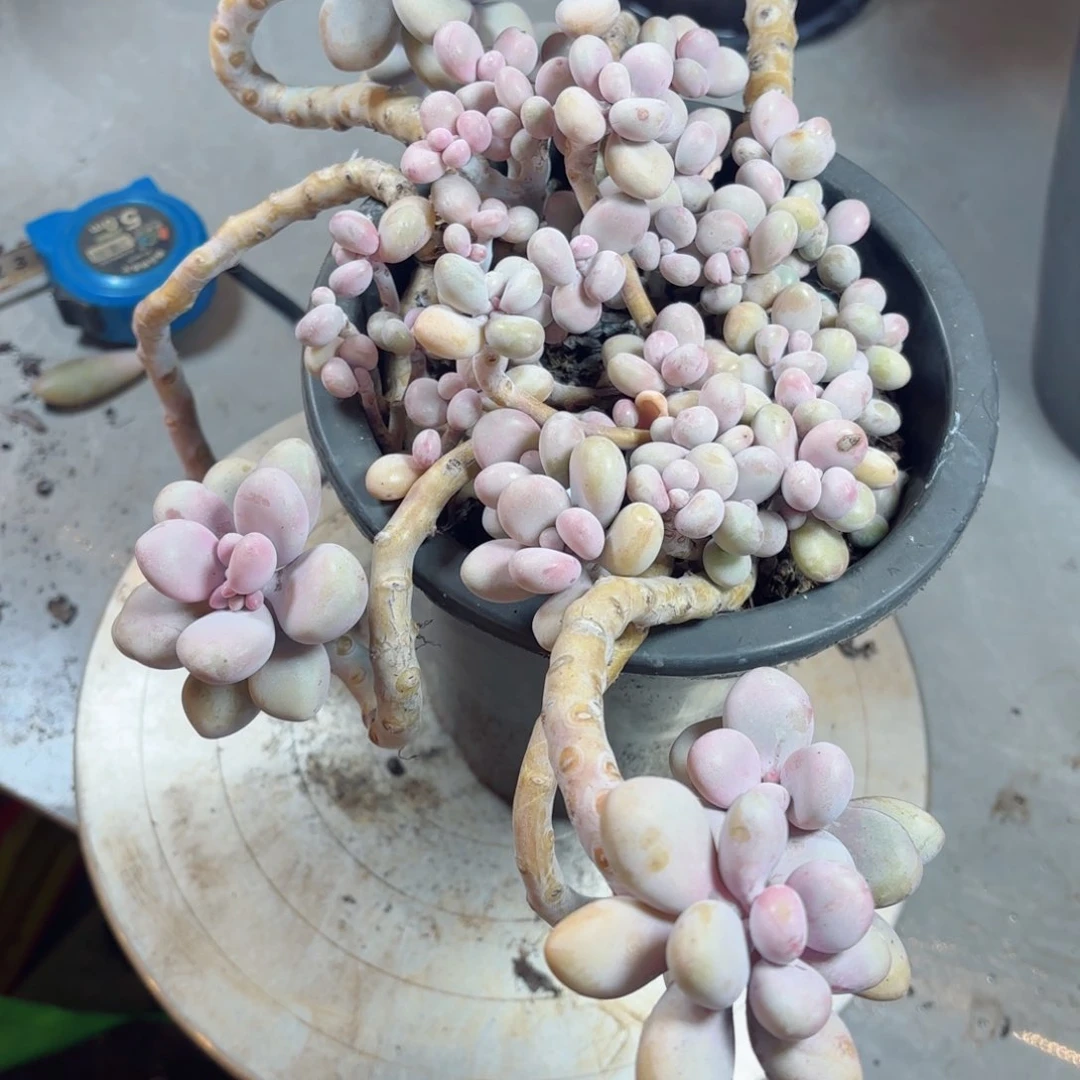 不***定桃蛋25。