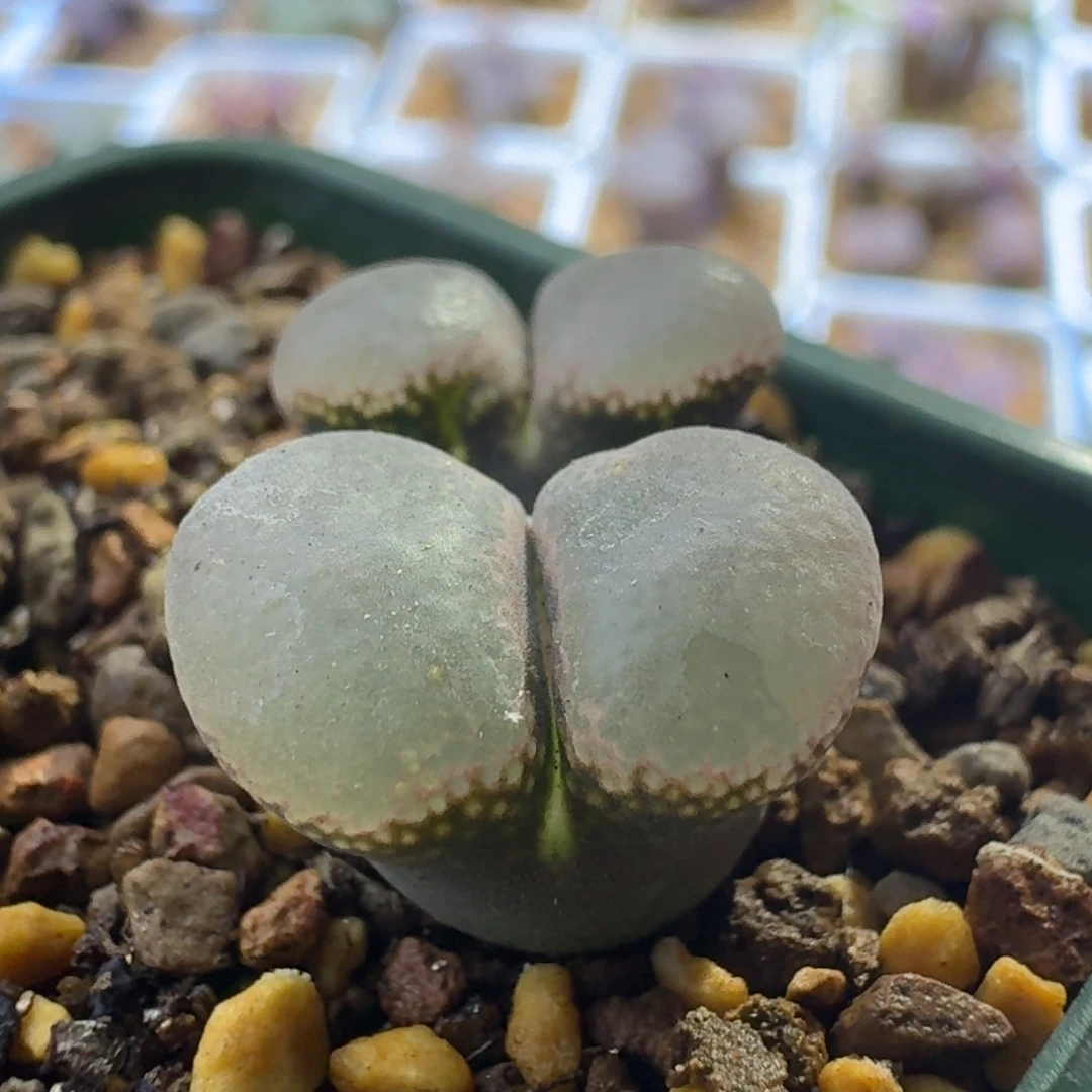 49号双头粉白窗一物一拍1.3-1.4