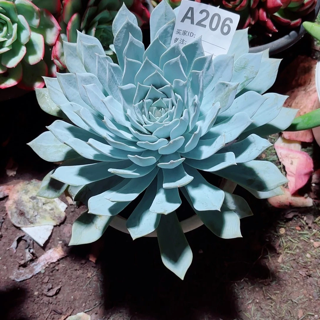 有***人蓝鸟多肉植物206号