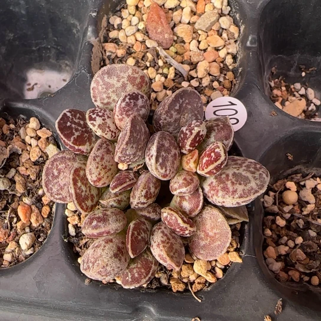 马蛋杂水泡多肉植物108