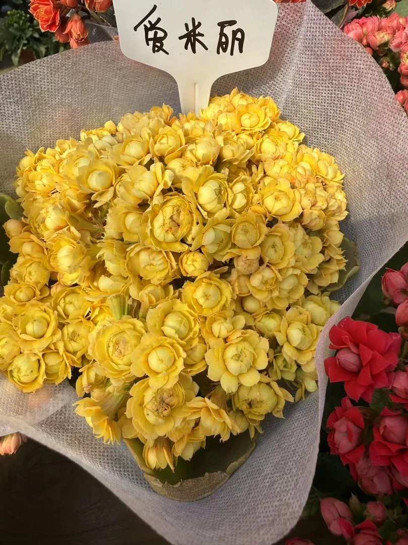 【艾米丽】~稀有品种长寿黄色花期长花苞多室内阳台客厅季节季节