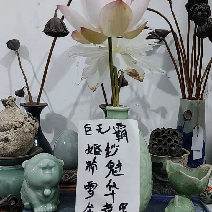 当前无花栽培后可以开花☆雪华绮梦1支