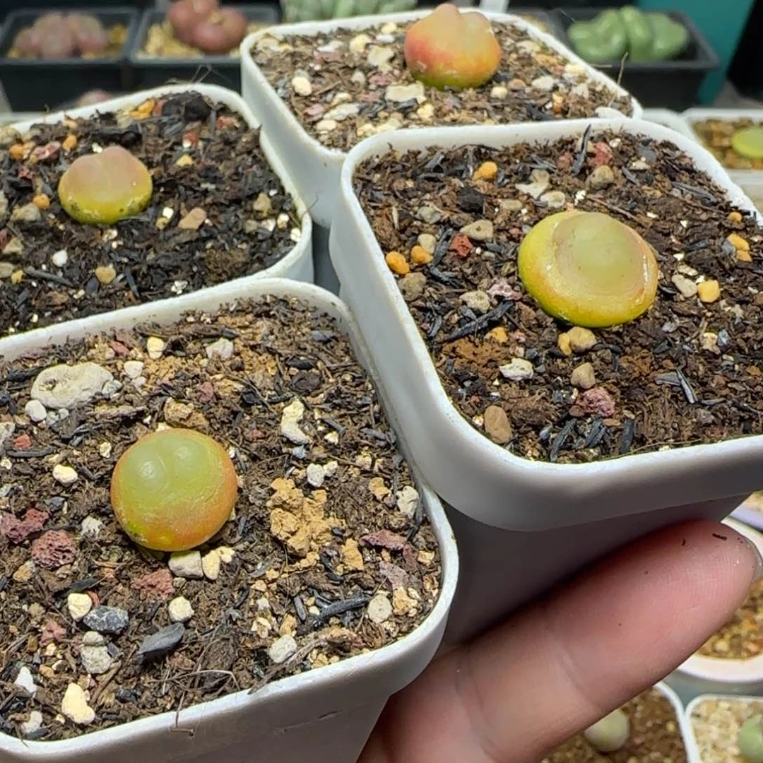 杉多肉日系拉登一足50号