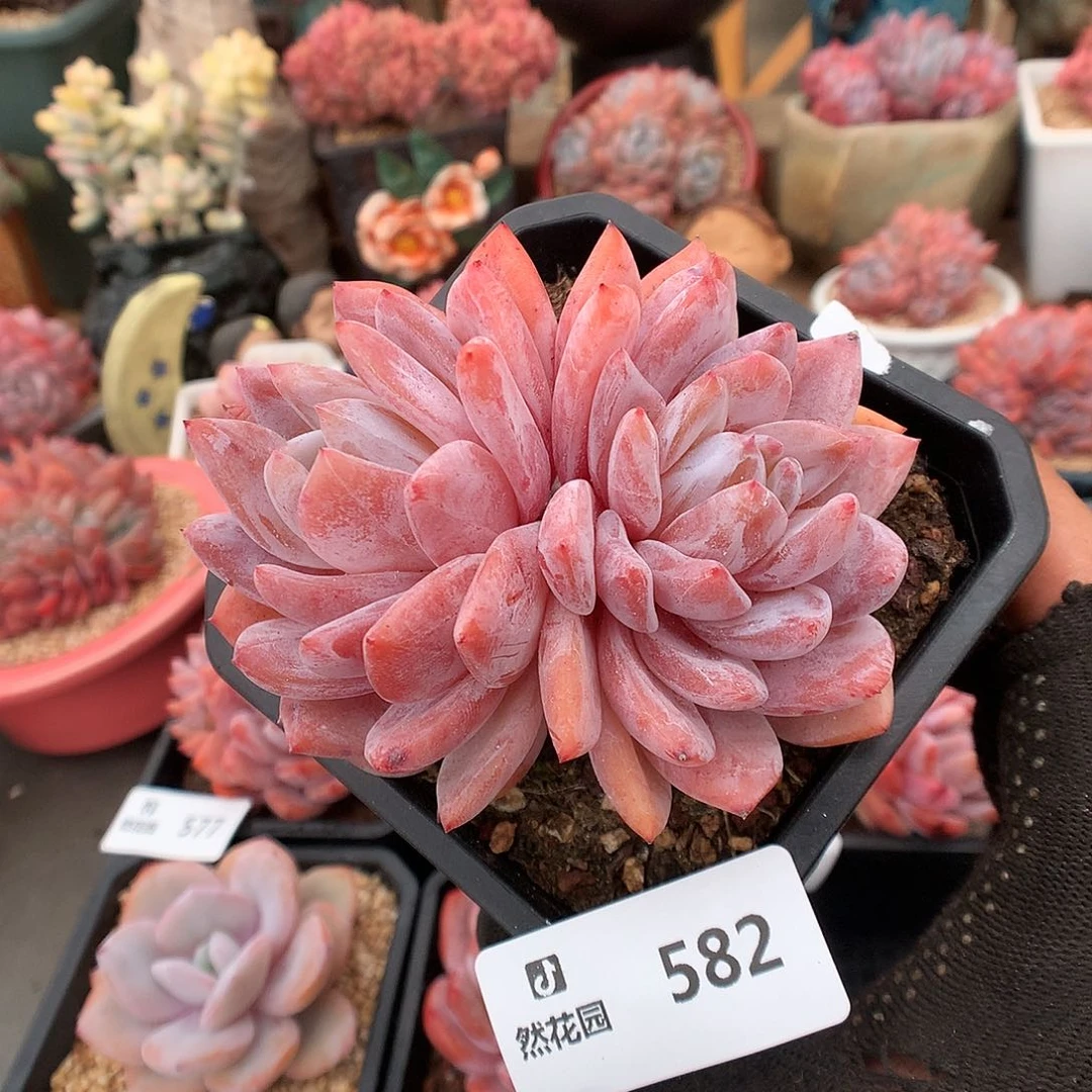 582玫瑰梦露多肉植物6666