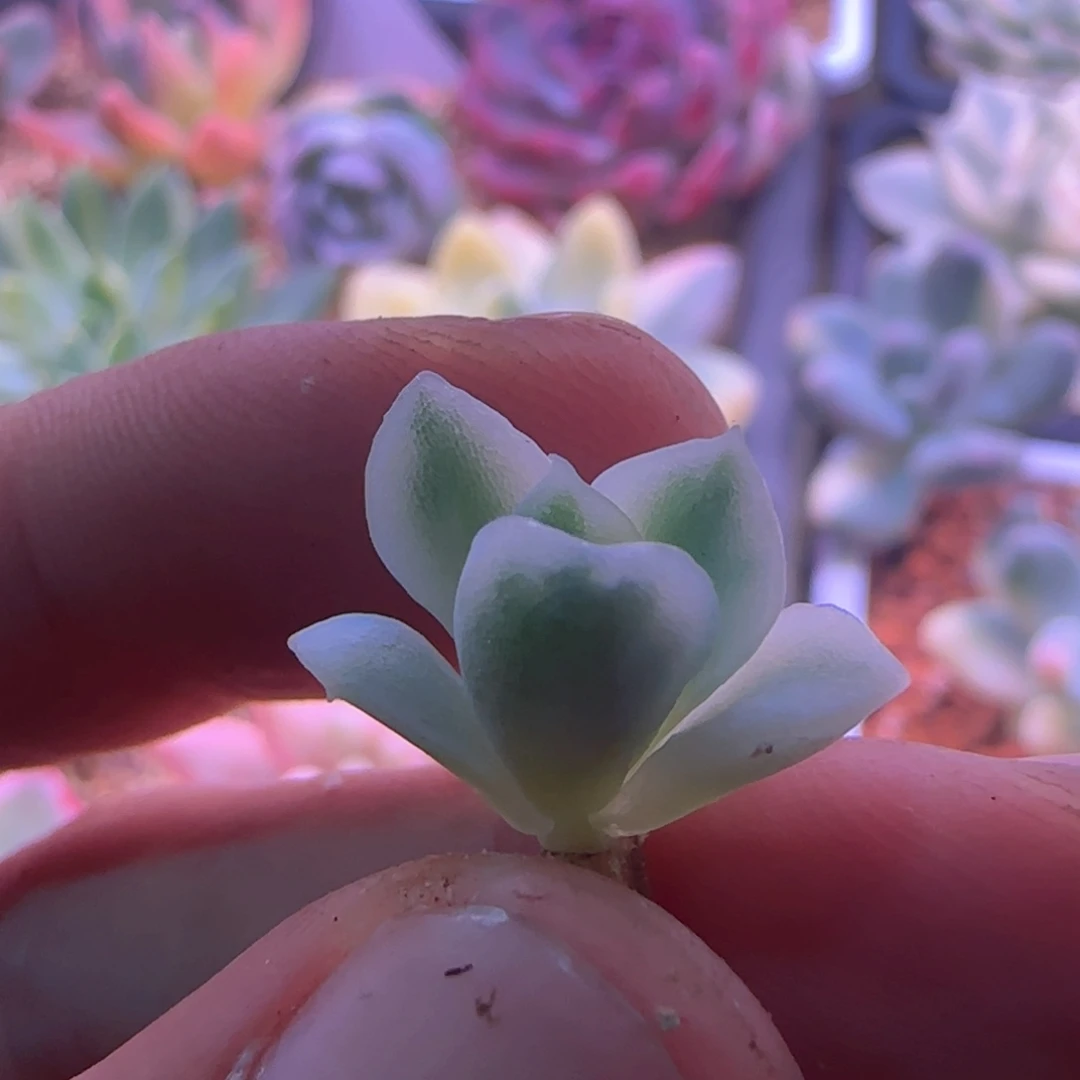 窗***姐窗姐姐 多肉植物锦