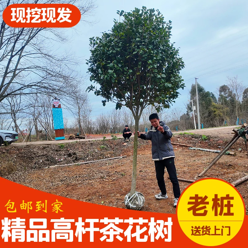 精品状元红高杆山茶花树 耐热耐寒花期长