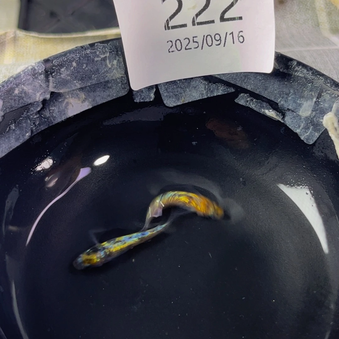 青鳉222月华海王星一对