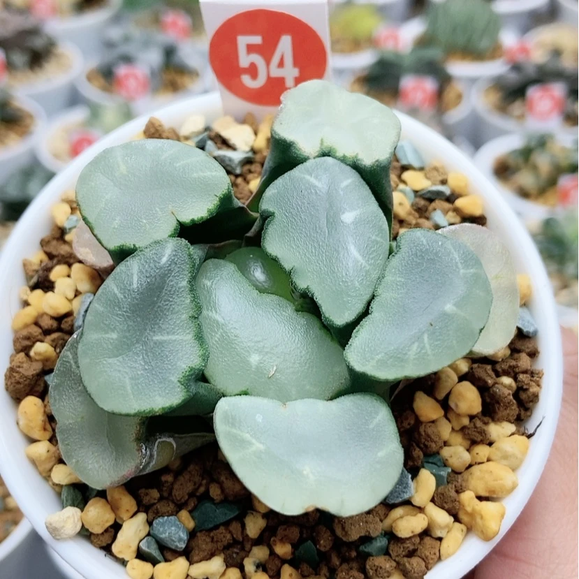 【闪购商品】54大窗紫镜