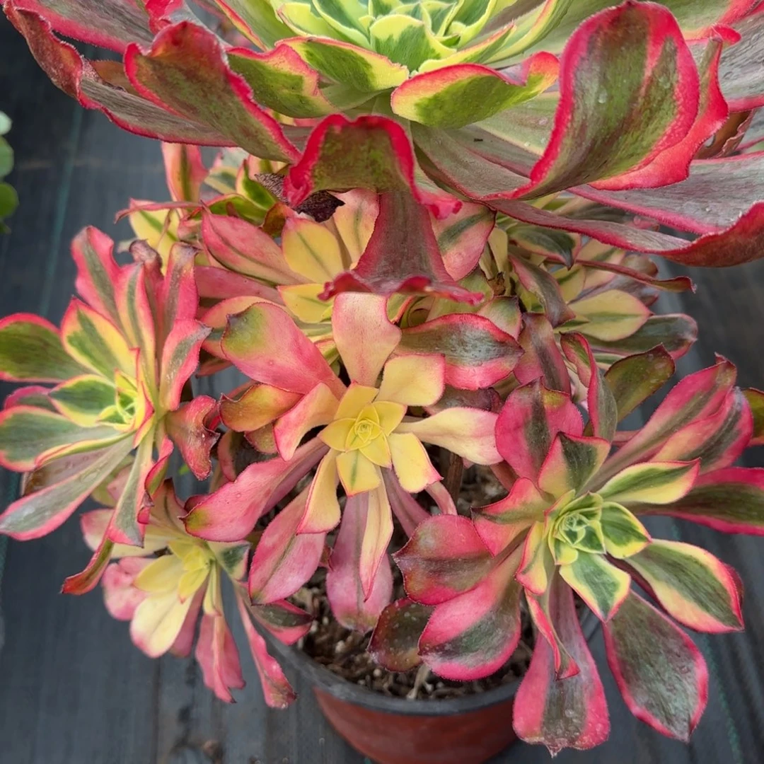 境***6360多肉魅影多肉多肉