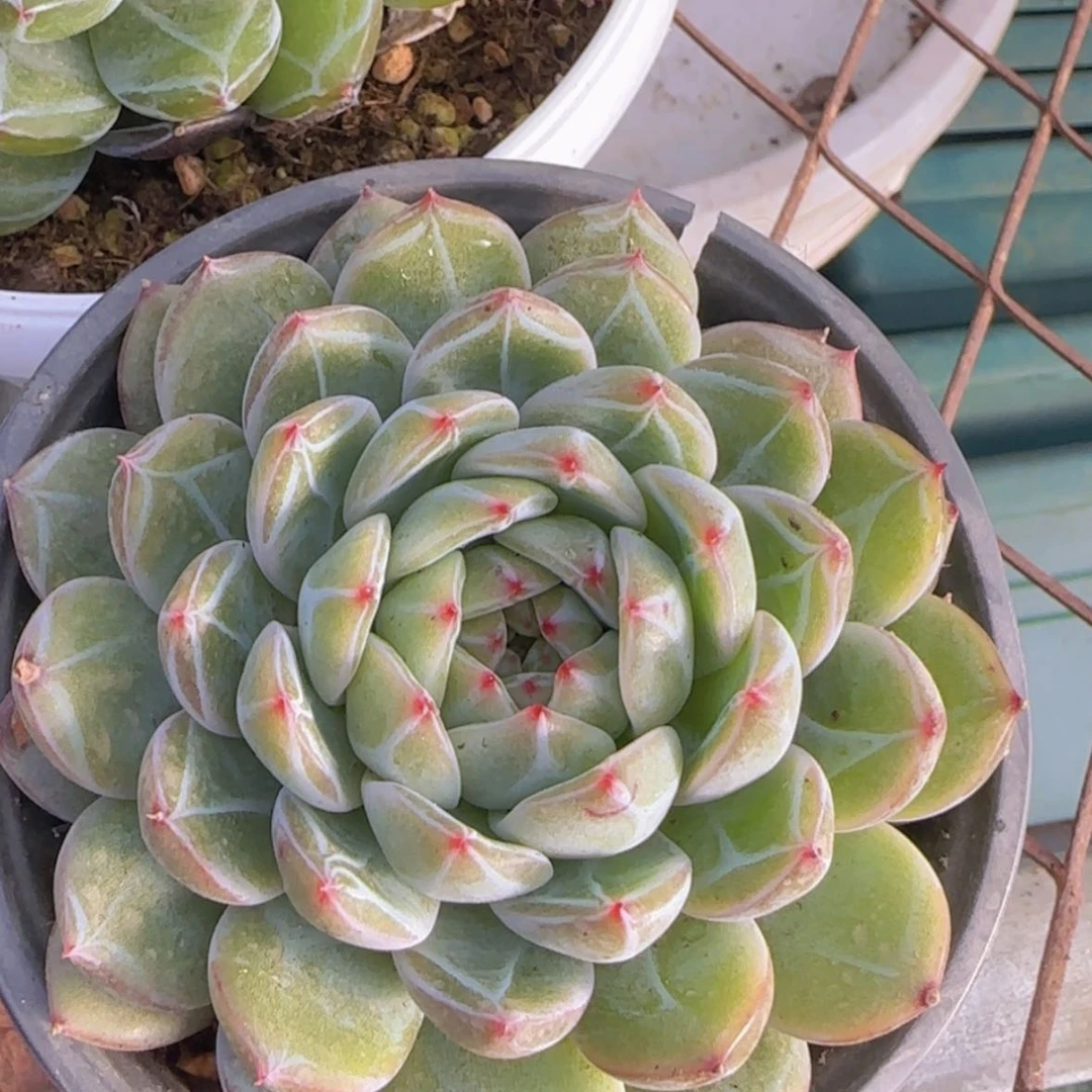 【闪购商品】雪花珍妮9.9