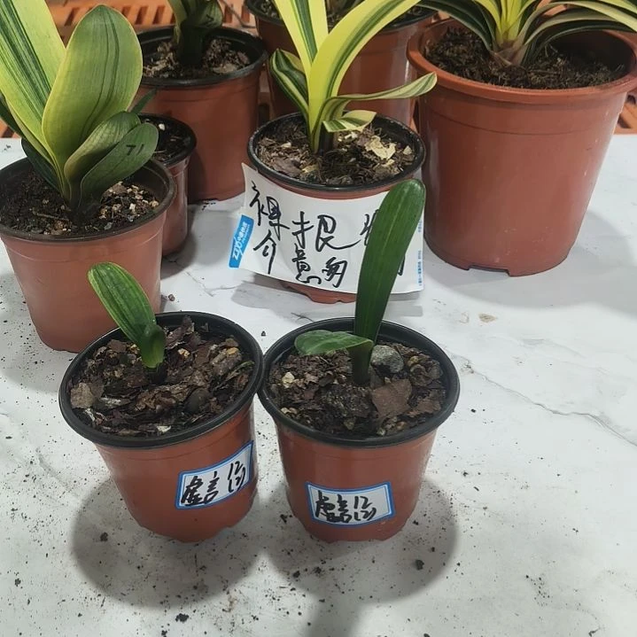虚***意完全开放长春鑫华盛兰苑精品君子兰