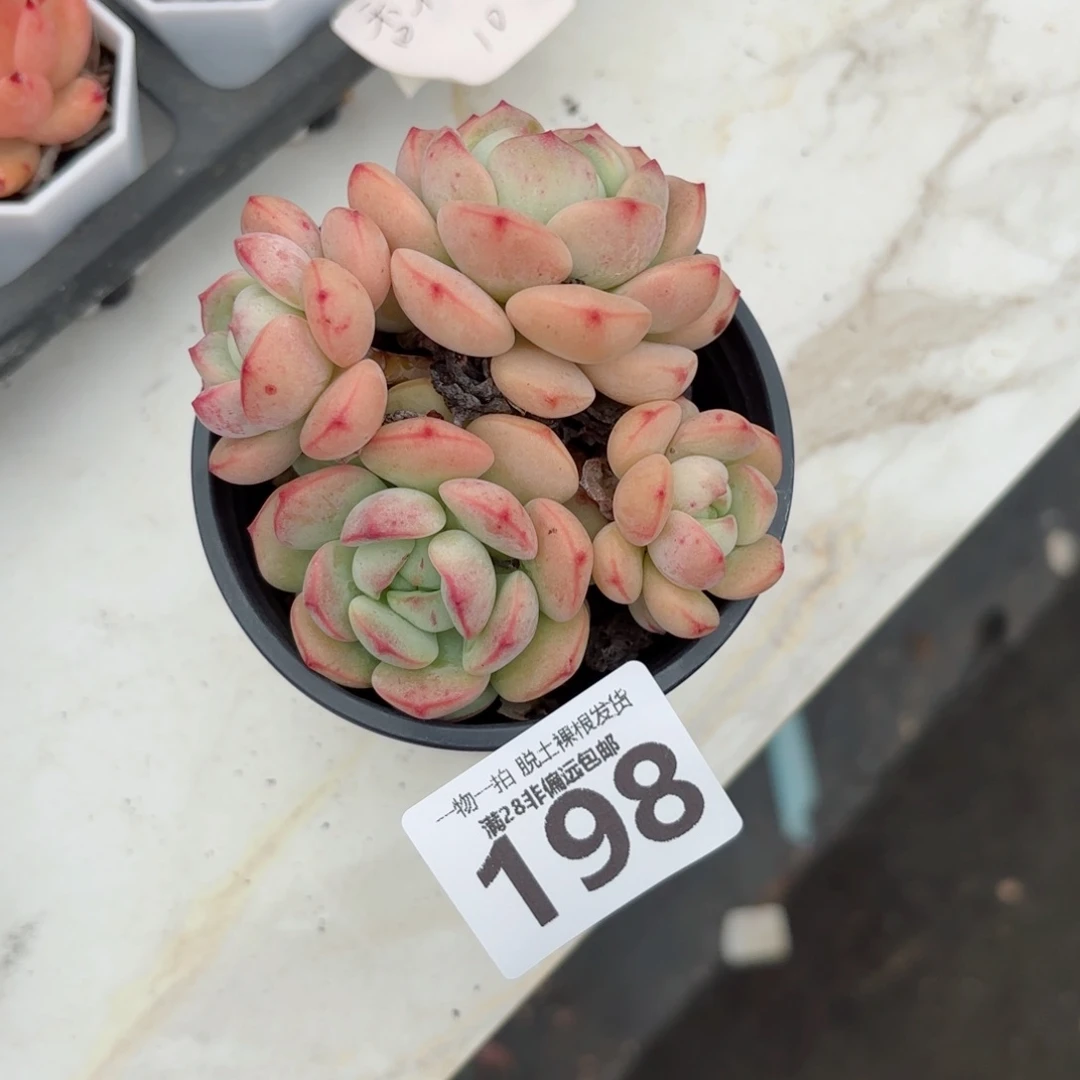 香草老桩无盆土发货