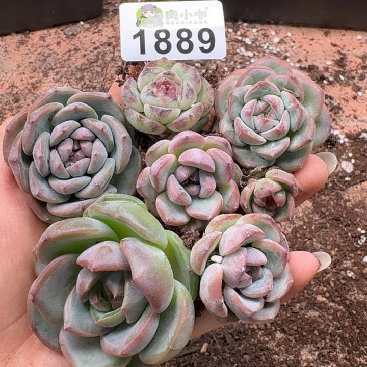 理***内多肉植物多肉植物