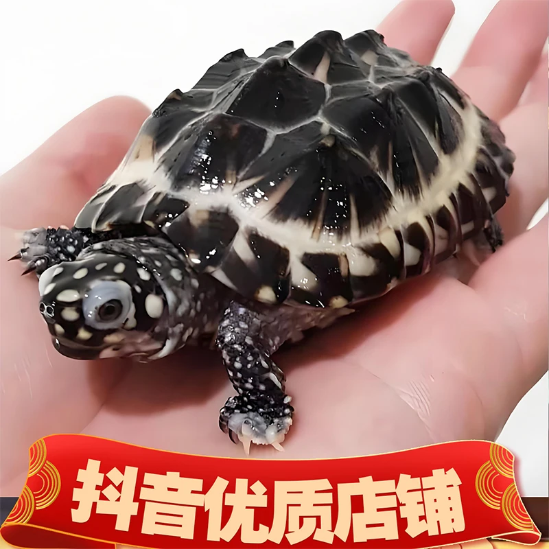 乌龟活体包邮直播间挑选下单链接人工养殖