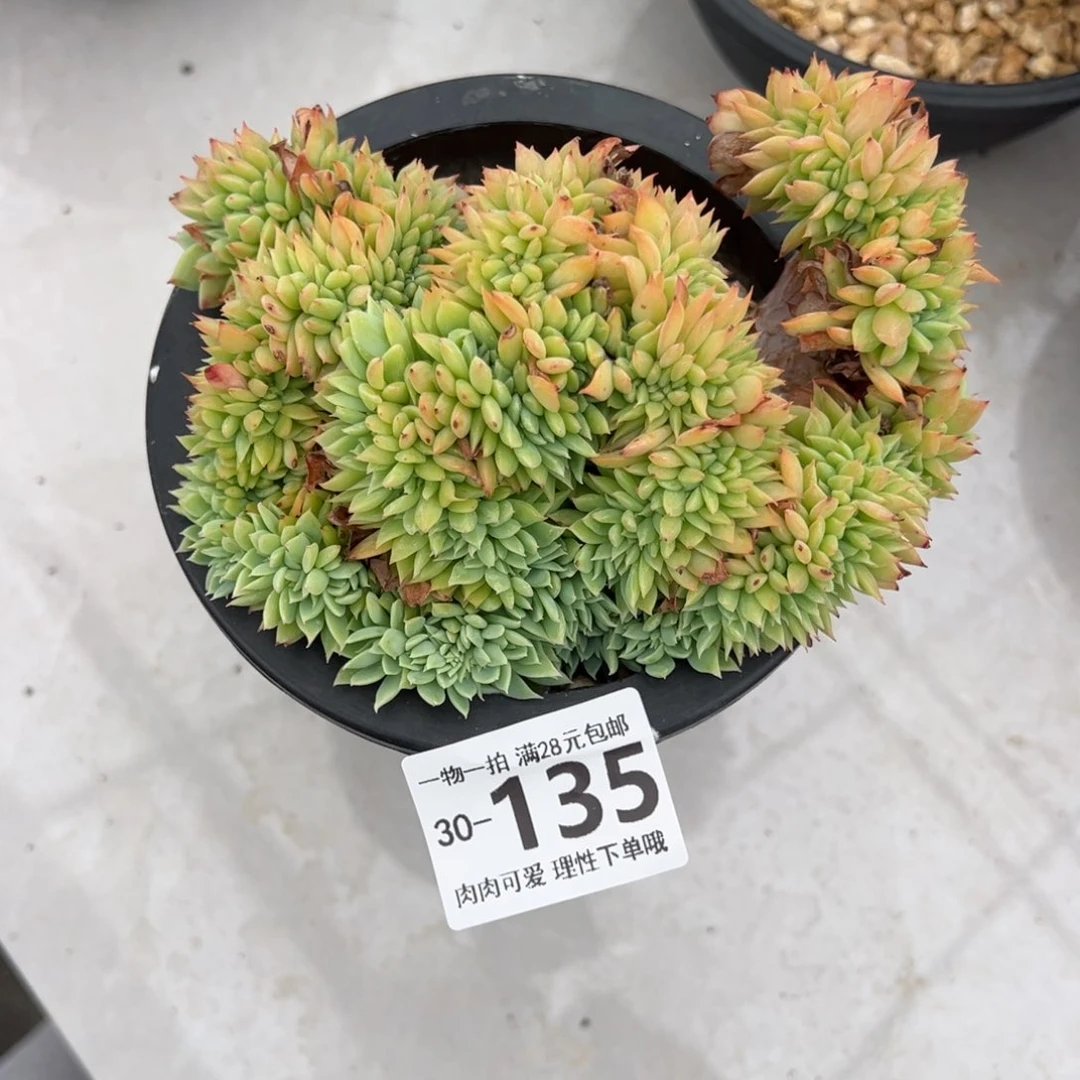 三色堇缀化多肉多肉多肉