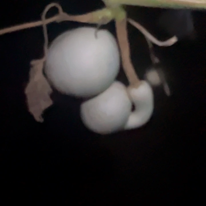 西***化葫芦葫芦葫芦葫芦