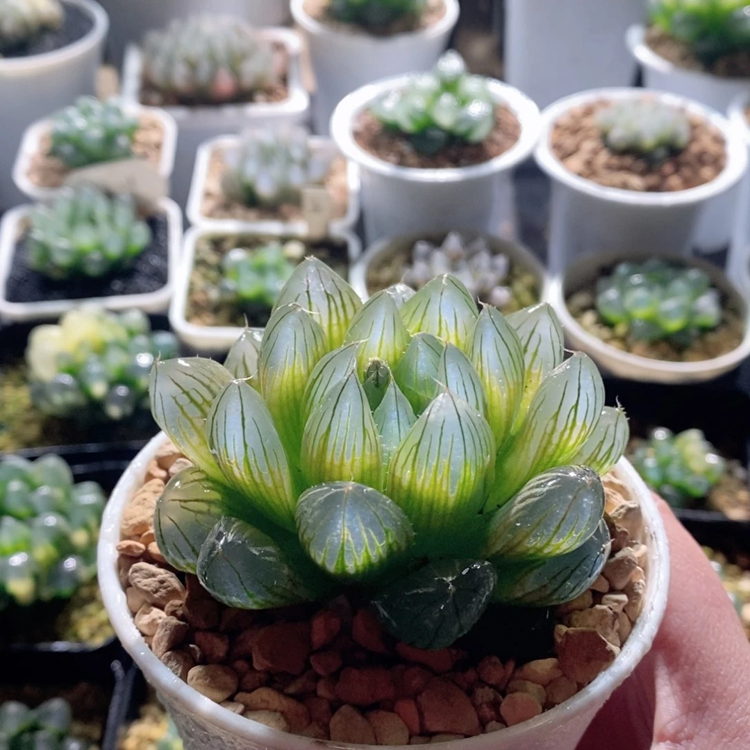 Y4玉露多肉植物多肉植物