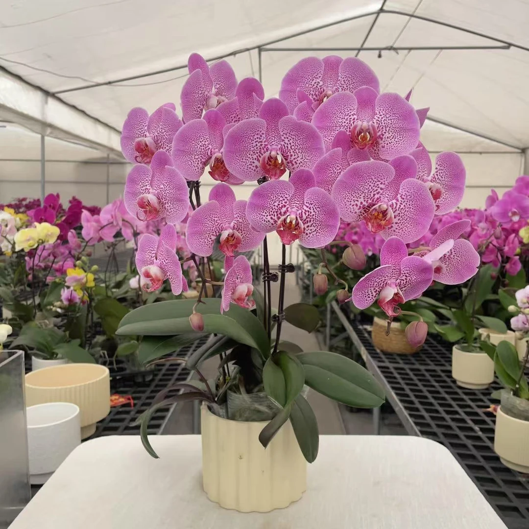 《三和枫叶》精品蝴蝶兰  清新淡雅 室内花卉