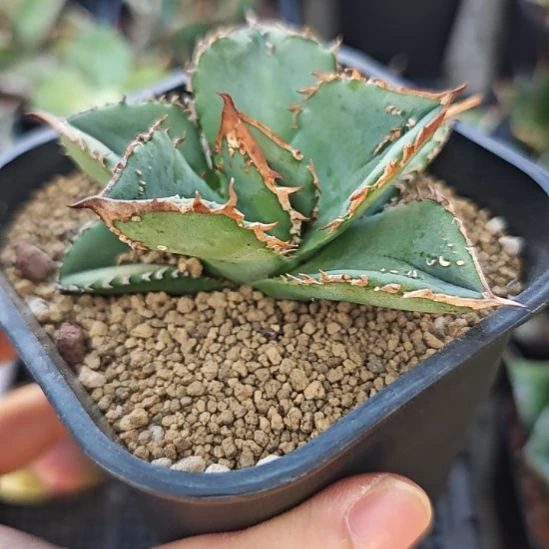 鳄龟仁王冠龙舌兰