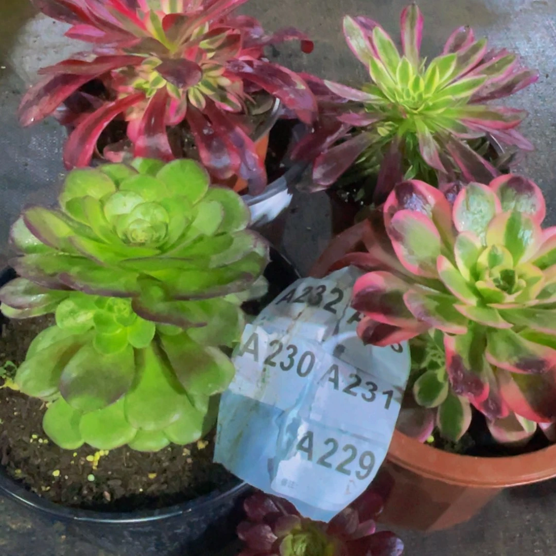 四颗小苗福利出了