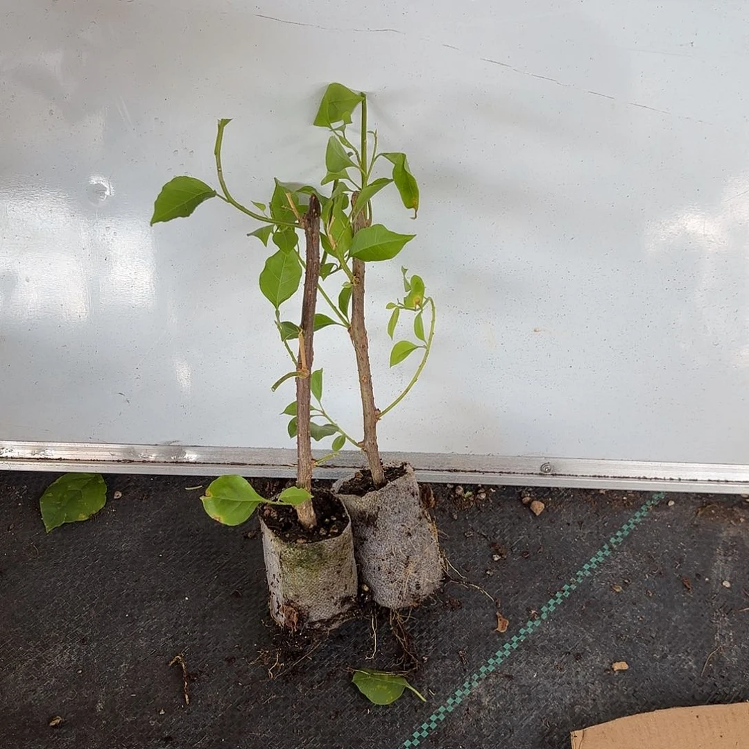 村***妮无花朵两颗袋苗盲盒