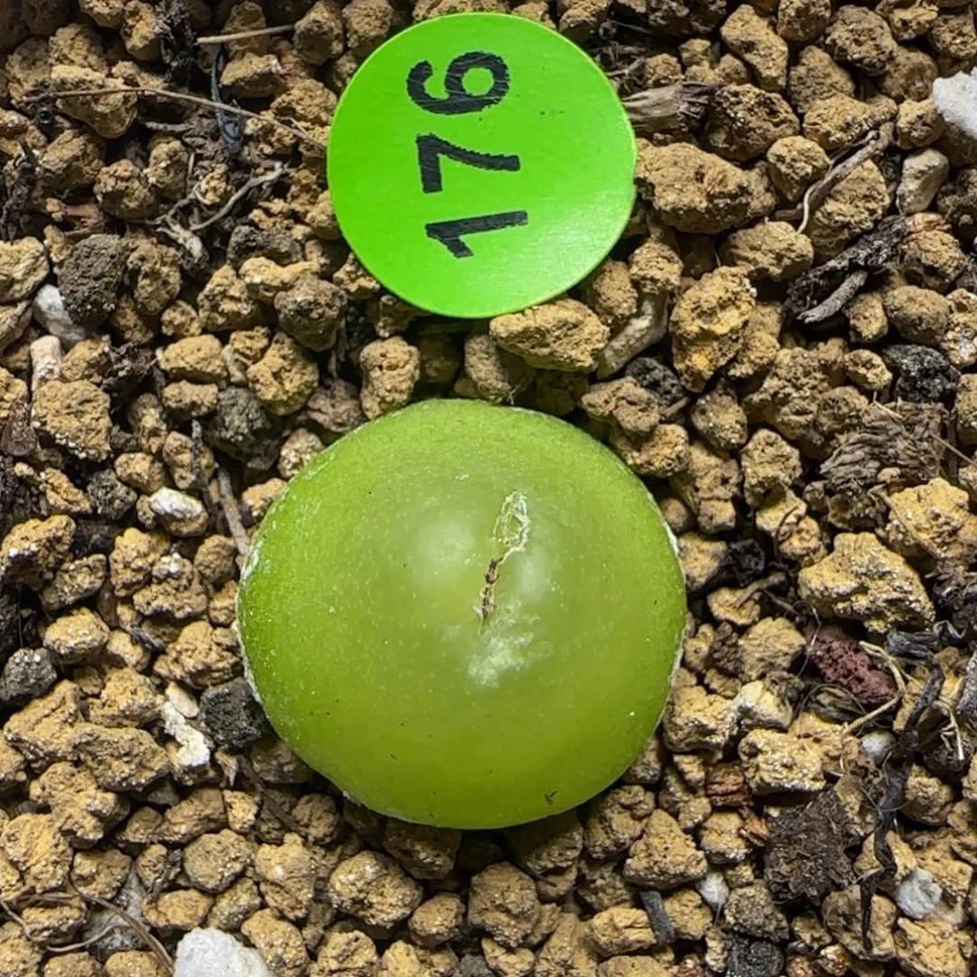 大葫芦1.48多肉植物176