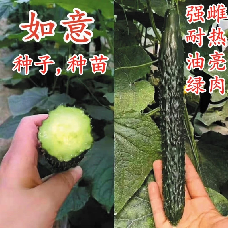 黄瓜种籽青瓜种子嫁接苗水黄瓜强雌耐热油亮绿肉脆甜四季蔬菜如意