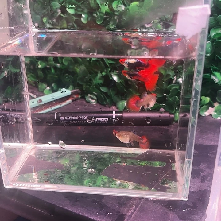 孔雀鱼红头白金象耳短体3对