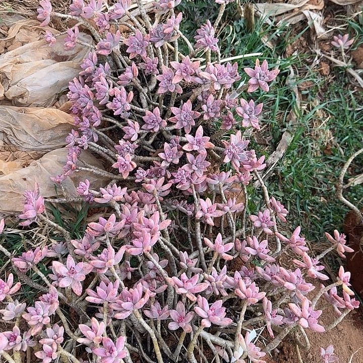 月亮的2颗秋丽一物一拍
