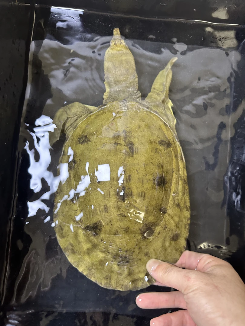 纯天然土甲鱼 山区货 溪流甲（直播间称重改价）