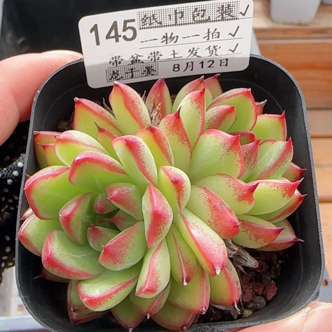 多肉0812-145福利福利