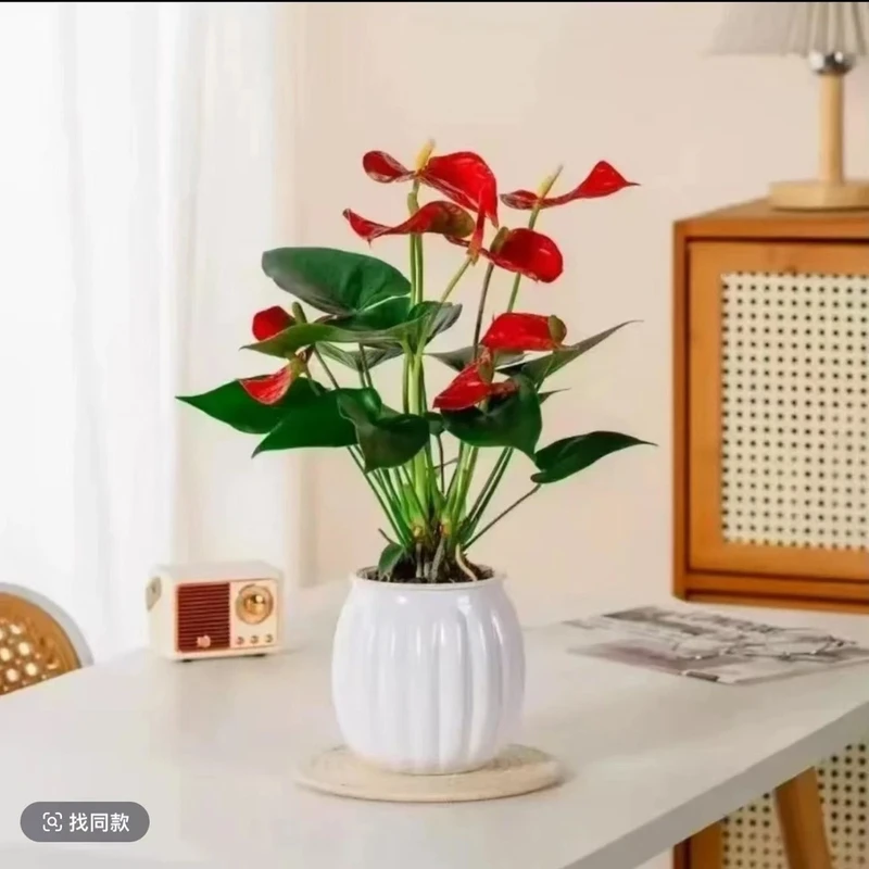 白色南瓜吸水盆大叶红掌