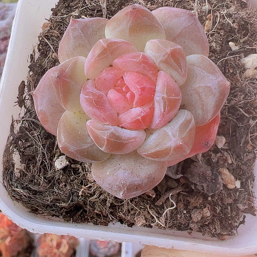 精品冰魄19包邮多肉植物