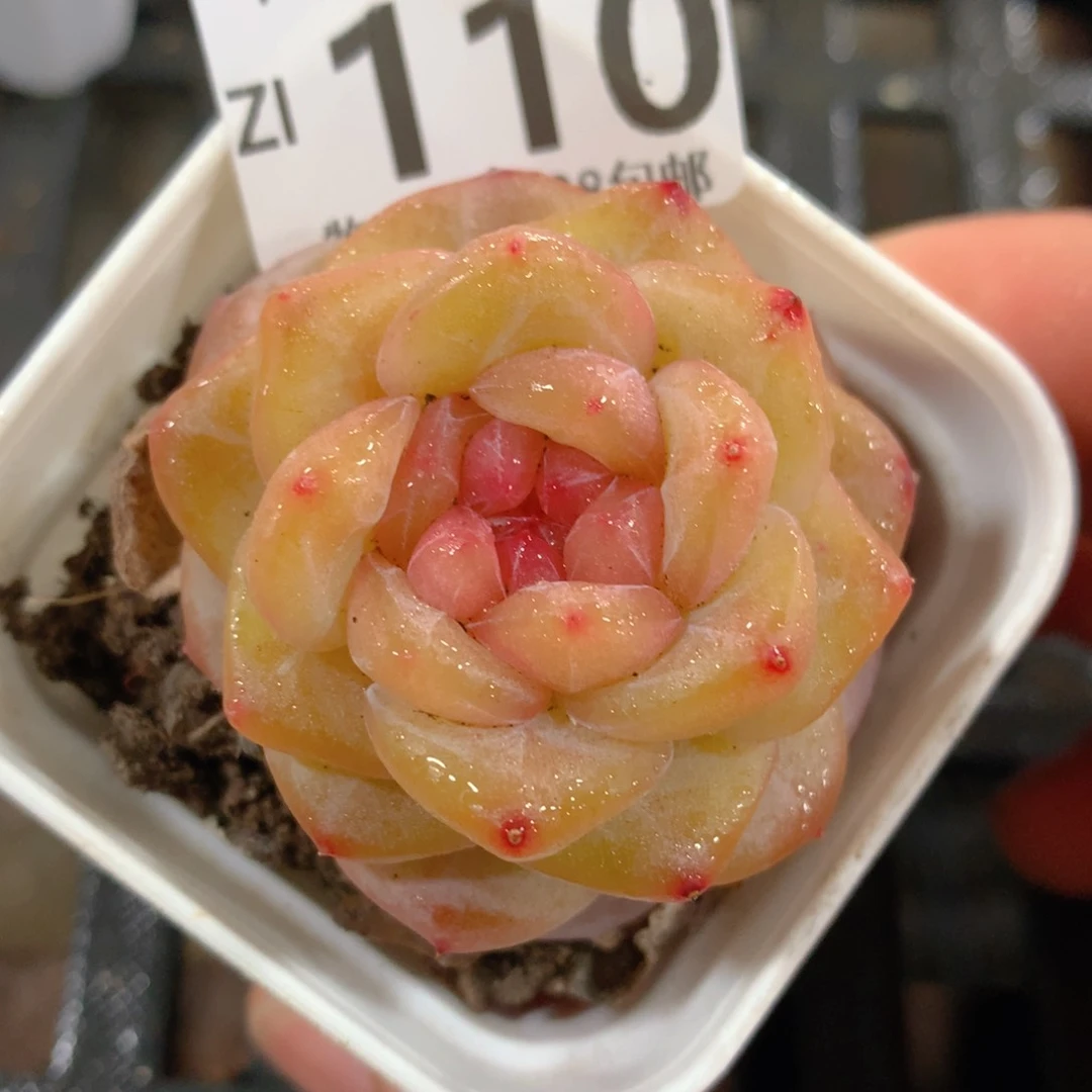 肉萌萌拇指盆精控多肉ZI110