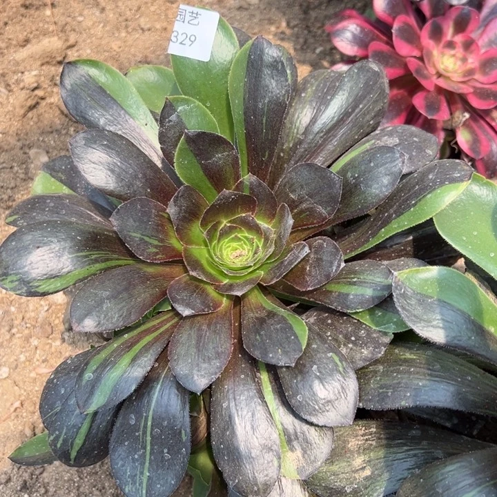 花斑鹿多肉植物329