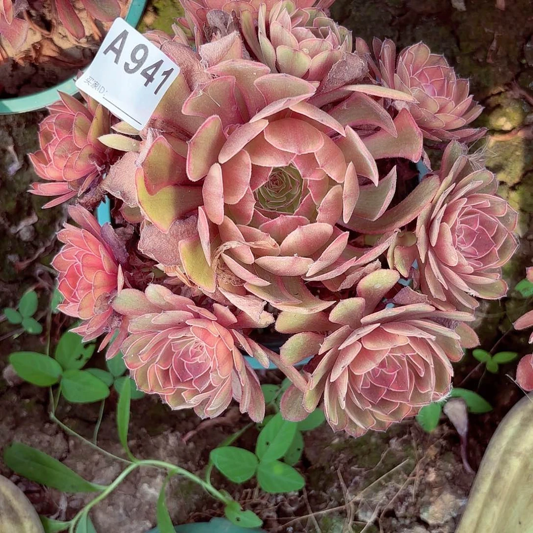 万圣节七彩法师锦8-18