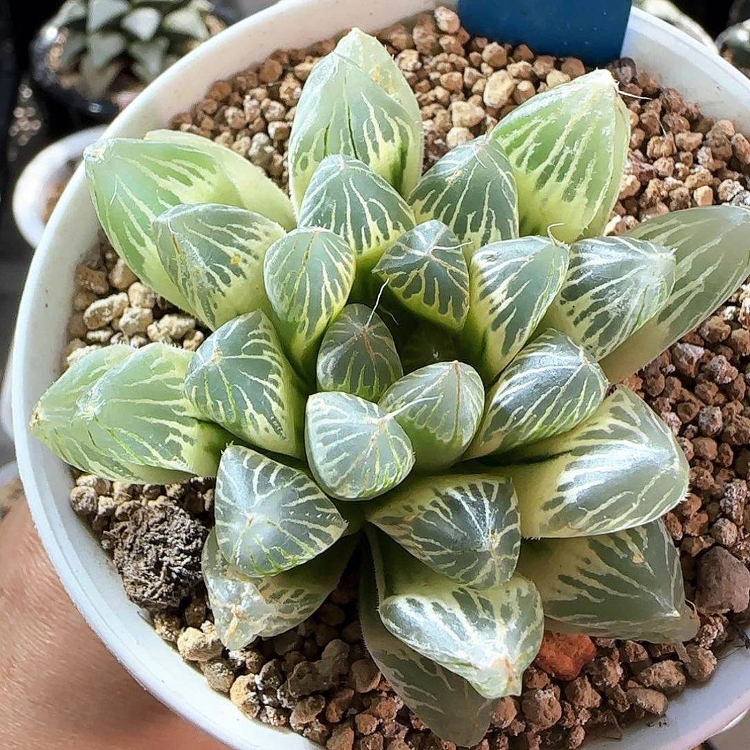 394号糊斑胭脂一物一拍带盆土