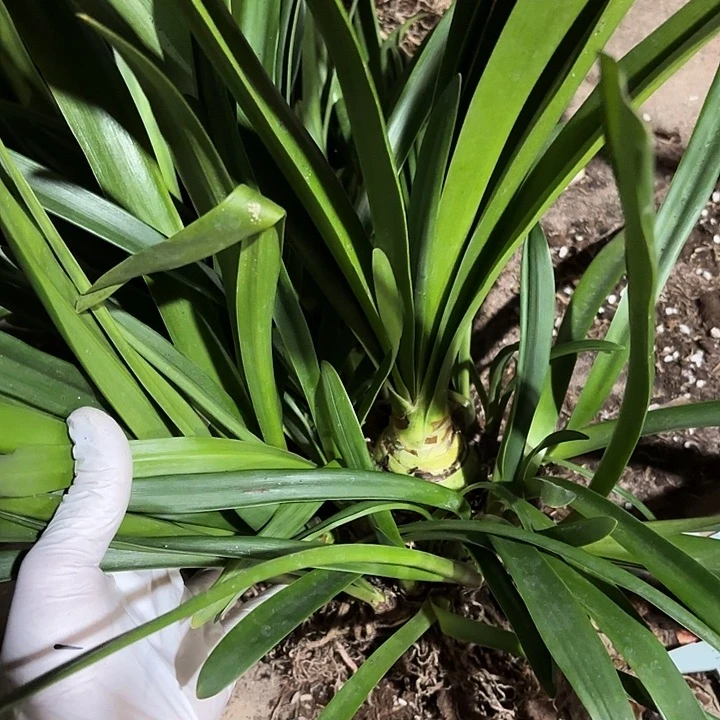 无花朵朱顶红安吉拉主球5+30侧