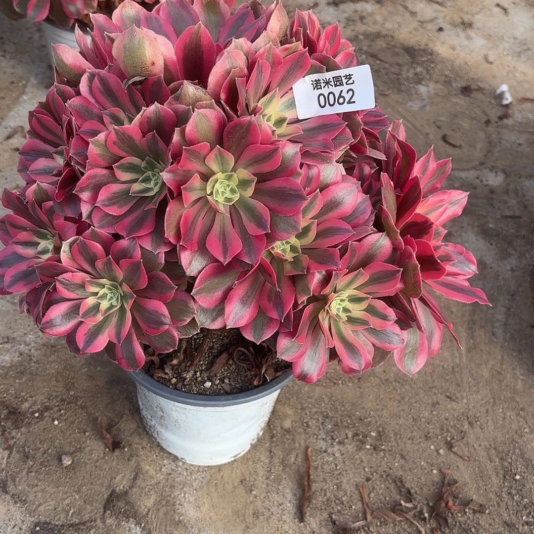 女妖多肉植物大颗62