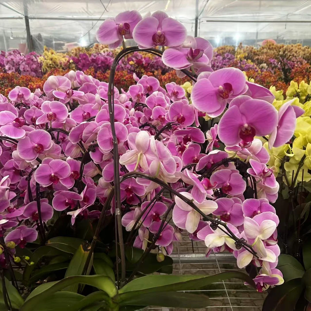 【花之漫】（无与伦比）3.0寸杯单剑蝴蝶兰花卉室内阳台桌面盆栽