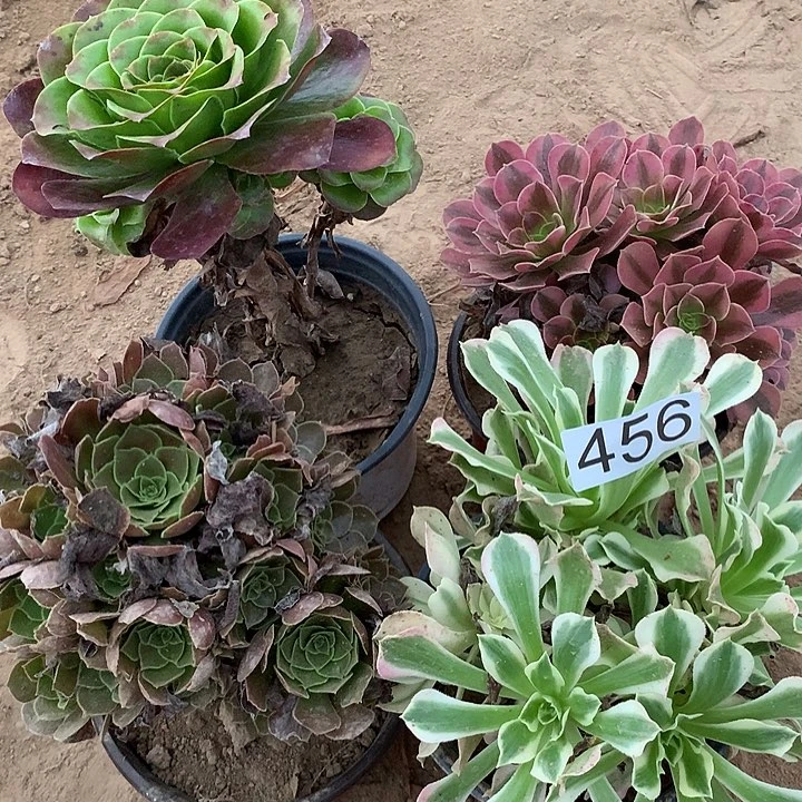 无花朵456四颗多肉植物
