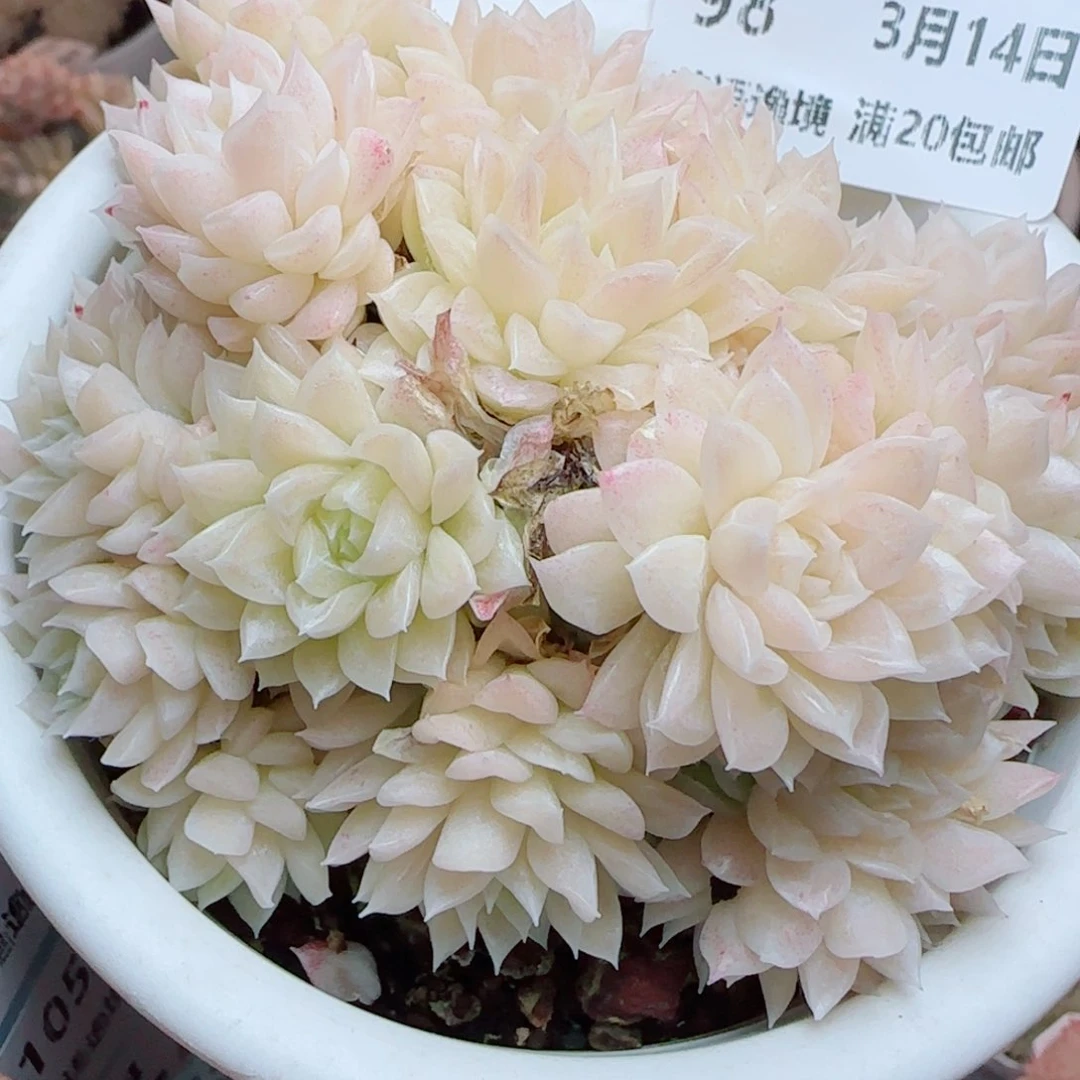 Z**n花语逸镜0314-98散