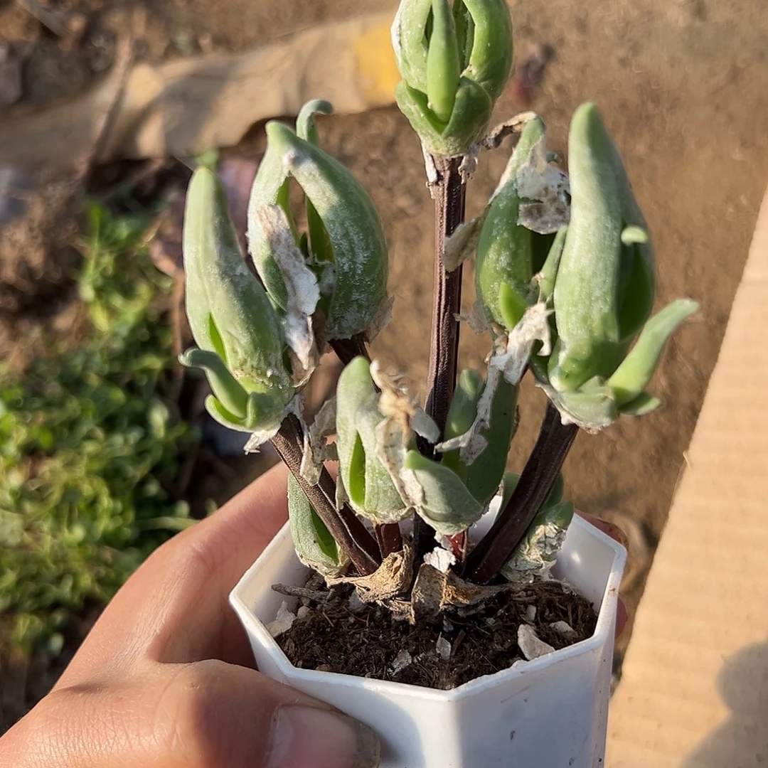 你呃呃呃呃呃呃呃呃呃呃