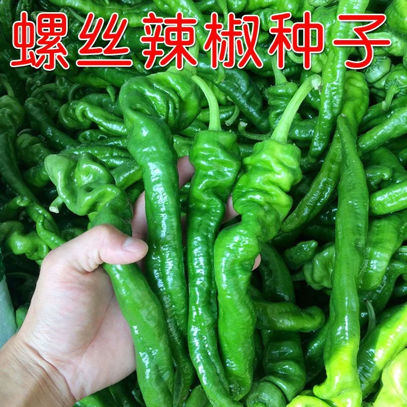 螺丝椒种子高产能种子四季蔬菜种子辣椒新鲜香菜香葱绿色红色栽培