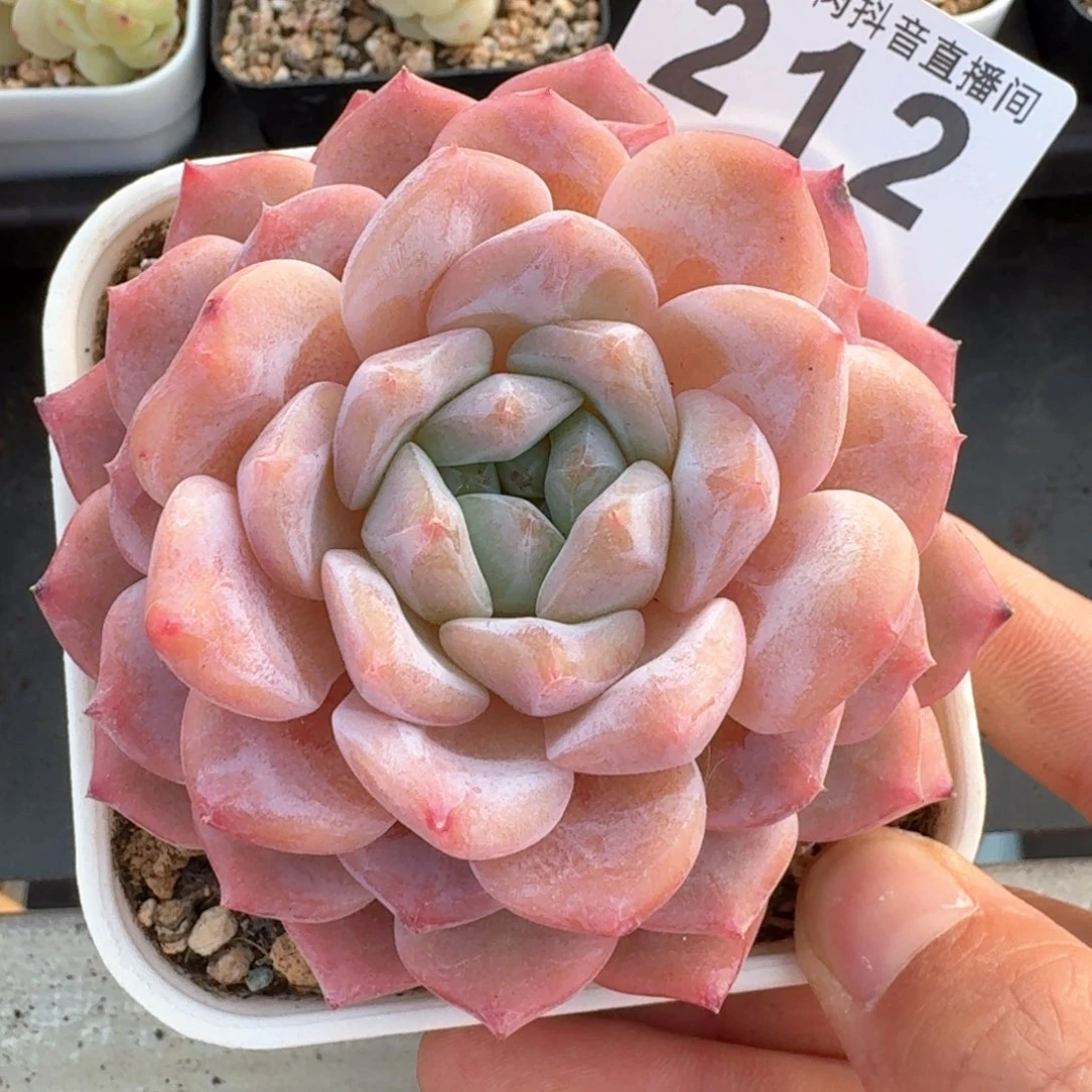冰魄母本         多肉植物