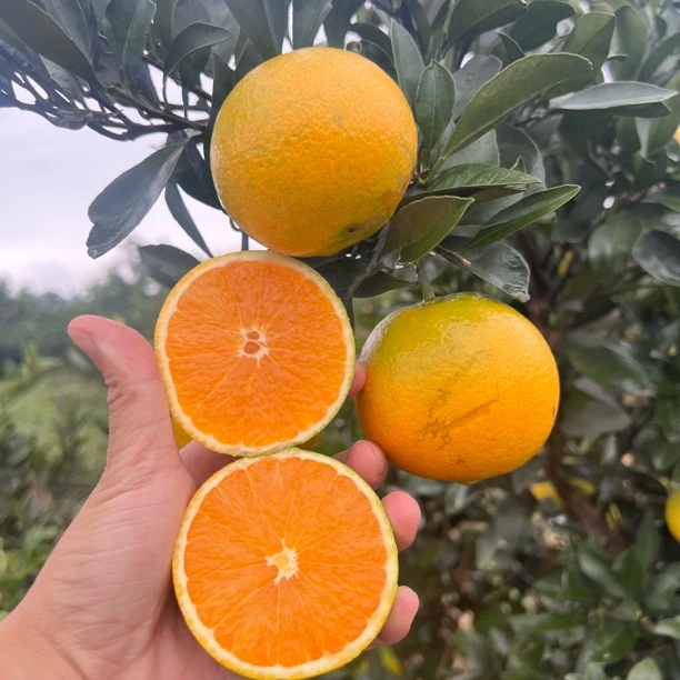 正宗纽荷尔脐橙新鲜采摘香甜多汁手拨橙汁多水分足果肉紧实商品图