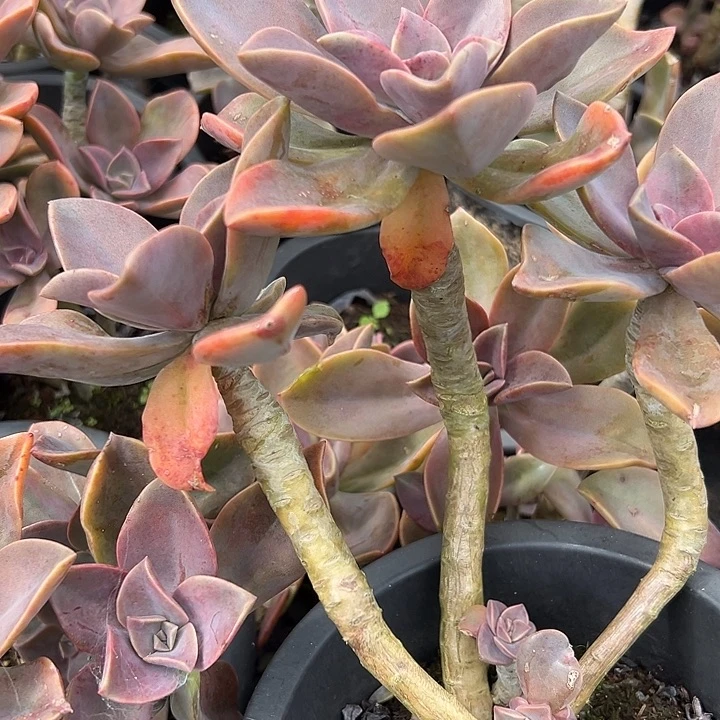 180杯紫体太妃糖。