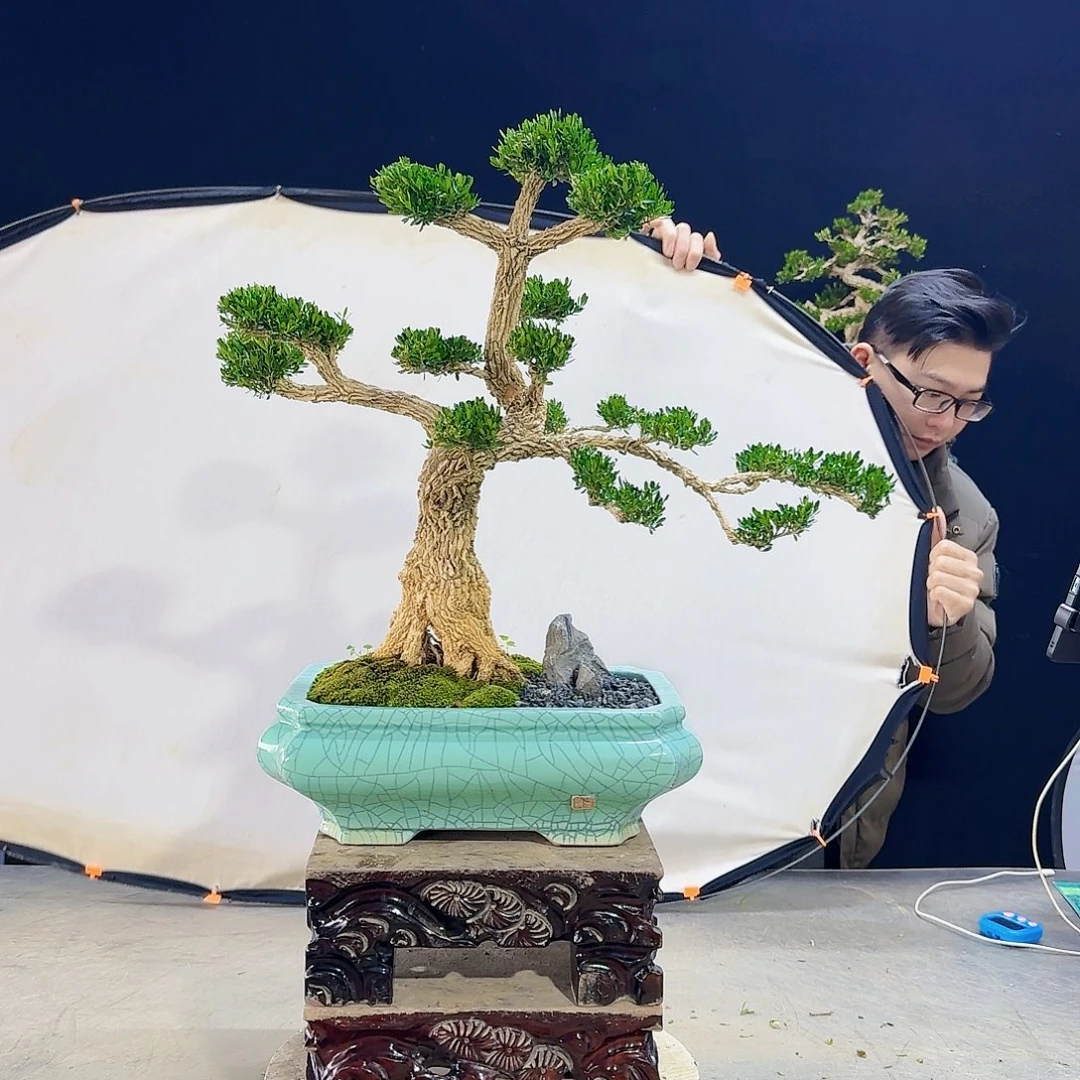 高端皱皮黄杨盆景