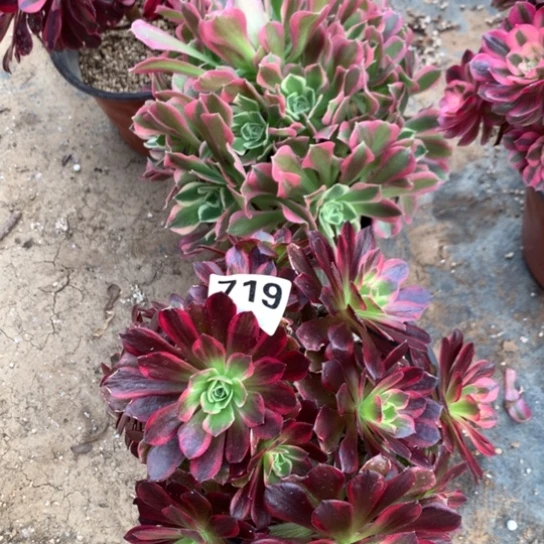 719法师多肉植物两颗组